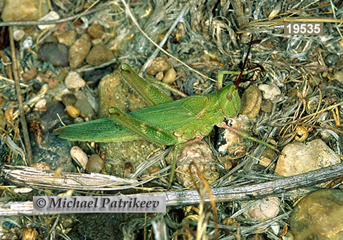 Green Fool Grasshopper (Acrolophitus hirtipes)